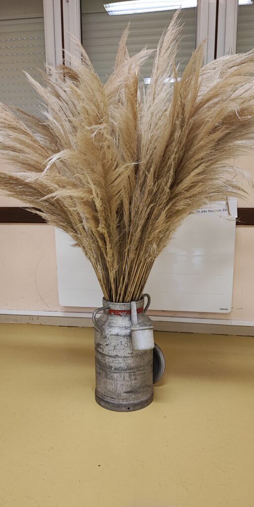 Lot 10 herbes de Pampa